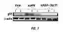 Fig. 11 - Capsid-modified rAAV vector compositions having improved transduction efficiencies, and methods of use