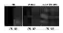 Fig. 22 - Capsid-modified rAAV vector compositions having improved transduction efficiencies, and methods of use