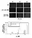 Fig. 41 - Capsid-modified rAAV vector compositions having improved transduction efficiencies, and methods of use