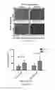 Fig. 09 - Stem cell culture method