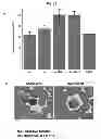 Fig. 17 - ULTRALONG COMPLEMENTARITY DETERMINING REGIONS AND USES THEREOF