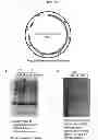 Fig. 18 - ULTRALONG COMPLEMENTARITY DETERMINING REGIONS AND USES THEREOF