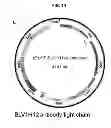 Fig. 20 - ULTRALONG COMPLEMENTARITY DETERMINING REGIONS AND USES THEREOF
