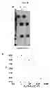 Fig. 22 - ULTRALONG COMPLEMENTARITY DETERMINING REGIONS AND USES THEREOF