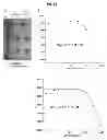 Fig. 24 - ULTRALONG COMPLEMENTARITY DETERMINING REGIONS AND USES THEREOF