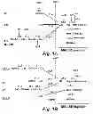 Fig. 02 - Vaccine