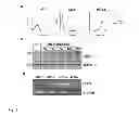 Fig. 02 - Mutant CD83 promoter and use thereof