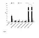 Fig. 06 - Mutant CD83 promoter and use thereof