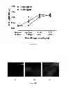 Fig. 03 - IMMUNOGENIC CHIKUNGUNYA VIRUS PEPTIDES