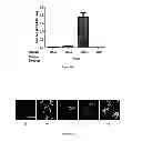 Fig. 04 - IMMUNOGENIC CHIKUNGUNYA VIRUS PEPTIDES