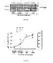 Fig. 10 - IMMUNOGENIC CHIKUNGUNYA VIRUS PEPTIDES