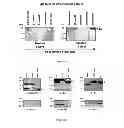 Fig. 13 - IMMUNOGENIC CHIKUNGUNYA VIRUS PEPTIDES