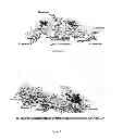 Fig. 44 - IMMUNOGENIC CHIKUNGUNYA VIRUS PEPTIDES