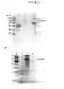 Fig. 07 - Recombinant viral vectors and methods for inducing a heterosubtypic immune response to influenza A viruses