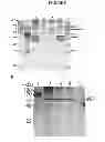 Fig. 09 - Recombinant viral vectors and methods for inducing a heterosubtypic immune response to influenza A viruses