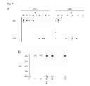 Fig. 07 - Replication-defective arenavirus vectors