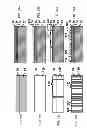 Fig. 24 - Multiple step printing methods for microbarcodes