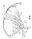 Fig. 31 - SYSTEMS AND METHODS TO GATHER AND ANALYZE ELECTROENCEPHALOGRAPHIC DATA