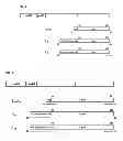 Fig. 03 - Methods for detecting hepatitis B virus surface gene non-sense mutations