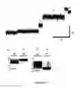 Fig. 10 - CONTROL OF DNA MOVEMENT IN A NANOPORE AT ONE NUCLEOTIDE PRECISION BY A PROCESSIVE ENZYME