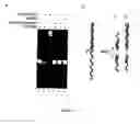 Fig. 15 - CONTROL OF DNA MOVEMENT IN A NANOPORE AT ONE NUCLEOTIDE PRECISION BY A PROCESSIVE ENZYME