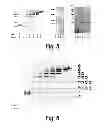 Fig. 05 - ENZYME-PORE CONSTRUCTS