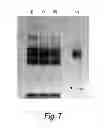 Fig. 06 - ENZYME-PORE CONSTRUCTS