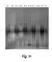 Fig. 09 - ENZYME-PORE CONSTRUCTS