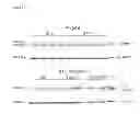 Fig. 19 - Methods of isolating non-senescent cardiac stem cells and uses thereof