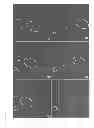 Fig. 30 - Methods of isolating non-senescent cardiac stem cells and uses thereof