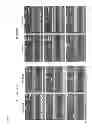 Fig. 49 - Methods of isolating non-senescent cardiac stem cells and uses thereof