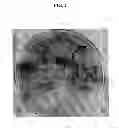Fig. 03 - Plant transformation without selection