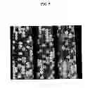 Fig. 06 - Plant transformation without selection