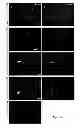 Fig. 04 - DIRECT REPROGRAMMING OF HUMAN FIBROBLASTS TO FUNCTIONAL NEURONS UNDER DEFINED CONDITIONS