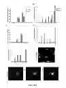 Fig. 08 - DIRECT REPROGRAMMING OF HUMAN FIBROBLASTS TO FUNCTIONAL NEURONS UNDER DEFINED CONDITIONS