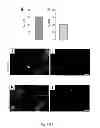 Fig. 10 - DIRECT REPROGRAMMING OF HUMAN FIBROBLASTS TO FUNCTIONAL NEURONS UNDER DEFINED CONDITIONS