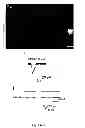 Fig. 15 - DIRECT REPROGRAMMING OF HUMAN FIBROBLASTS TO FUNCTIONAL NEURONS UNDER DEFINED CONDITIONS