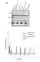 Fig. 17 - DIRECT REPROGRAMMING OF HUMAN FIBROBLASTS TO FUNCTIONAL NEURONS UNDER DEFINED CONDITIONS