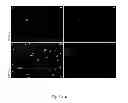 Fig. 19 - DIRECT REPROGRAMMING OF HUMAN FIBROBLASTS TO FUNCTIONAL NEURONS UNDER DEFINED CONDITIONS