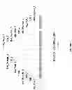 Fig. 08 - High level expression of recombinant toxin proteins
