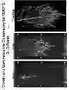 Fig. 06 - Luciferase Reporter System for Roots and Methods of Using the Same