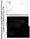 Fig. 13 - Luciferase Reporter System for Roots and Methods of Using the Same