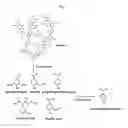 Fig. 02 - Process of biologically producing a p-hydroxybenzoic acid