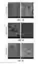 Fig. 05 - Silica encapsulated biomaterials