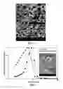Fig. 07 - Silica encapsulated biomaterials