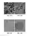 Fig. 14 - Silica encapsulated biomaterials