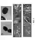 Fig. 04 - Synthetic Substrate for Stem Cell Culture and Methods of Use Thereof