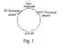 Fig. 02 - Method and medicament for inhibiting the expression of a given gene
