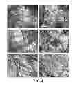 Fig. 03 - Three dimensional cell culture compositions and methods of use