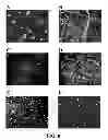 Fig. 09 - Three dimensional cell culture compositions and methods of use